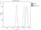 Anti-MEK2/MAP2K2 Antibody Picoband™ (monoclonal, 2H4)